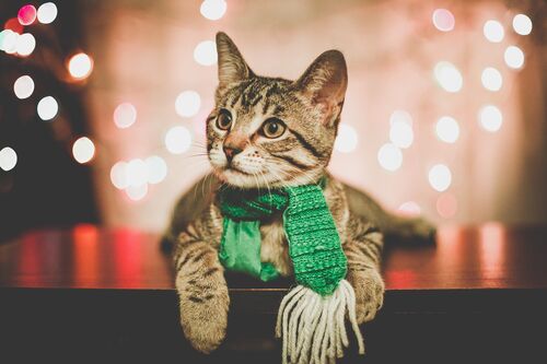 cat